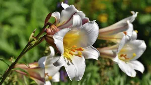 芬芳的百合花图片_11