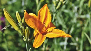 芬芳的百合花图片_12