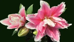 芬芳的百合花图片_13