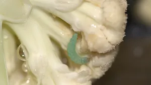 蔬菜菜花图片_9