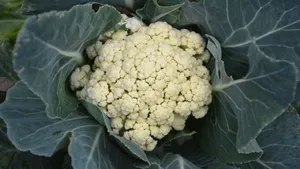 蔬菜菜花图片_12