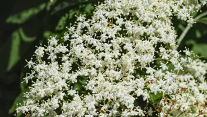 高清白色接骨木花图片_9