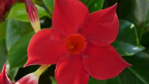 红蝉花图片_5