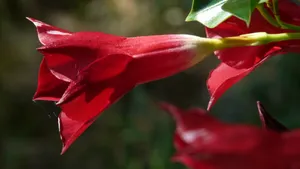 红蝉花图片_6