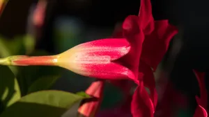 红蝉花图片_8