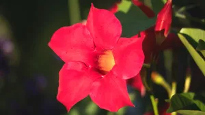 红蝉花图片_10