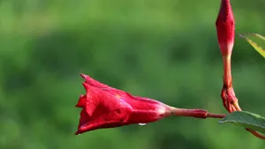 红蝉花图片_12