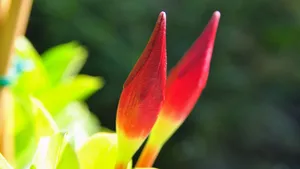 红蝉花图片_13