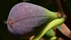 好吃的无花果图片_2