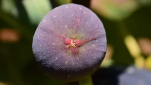 好吃的无花果图片_3