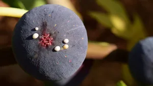 好吃的无花果图片_4