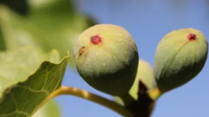 好吃的无花果图片_5