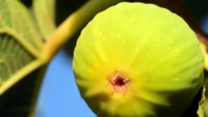 好吃的无花果图片_7