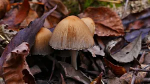 森林里的野生蘑菇图片_3