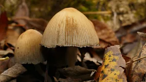 森林里的野生蘑菇图片_4