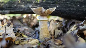 森林里的野生蘑菇图片_6