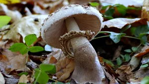森林里的野生蘑菇图片_7