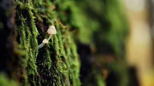 森林里的野生蘑菇图片_8