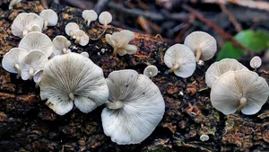 森林里的野生蘑菇图片_10