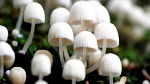 森林里的野生蘑菇图片_11