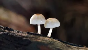 森林里的野生蘑菇图片_12