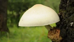 森林里的野生蘑菇图片_14