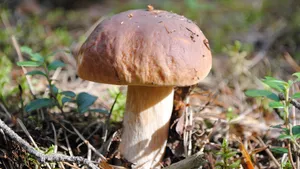 森林里的野生蘑菇图片_15