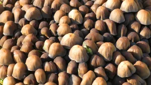 森林里的野生蘑菇图片_18