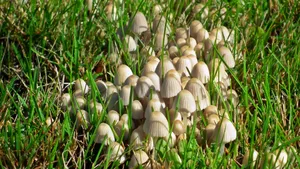 森林里的野生蘑菇图片_19