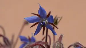 琉璃苣图片_15