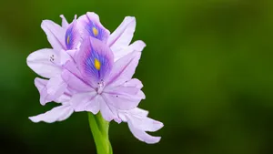 雨久花图片_6