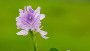 雨久花图片_7