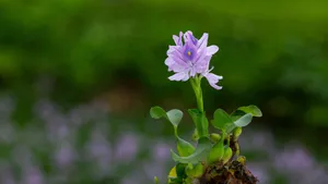 雨久花图片_8