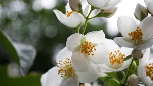 香气扑鼻的茉莉花图片