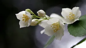香气扑鼻的茉莉花图片_2