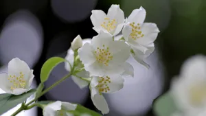 香气扑鼻的茉莉花图片_4