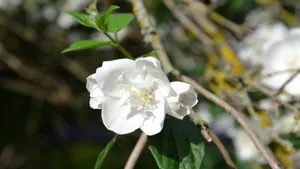 香气扑鼻的茉莉花图片_6