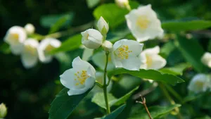 香气扑鼻的茉莉花图片_7
