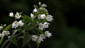 香气扑鼻的茉莉花图片_8
