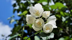 香气扑鼻的茉莉花图片_9