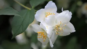 香气扑鼻的茉莉花图片_10