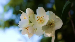 香气扑鼻的茉莉花图片_11