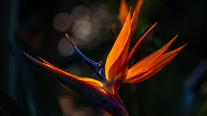 鹤望兰图片大全_4