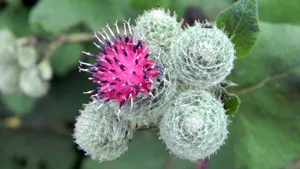 野生牛蒡图片_5