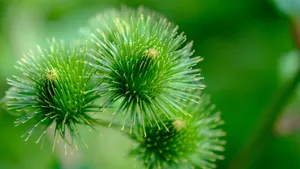 野生牛蒡图片_10