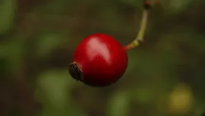 红的诱人的玫瑰果图片_4