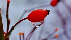 红的诱人的玫瑰果图片_5