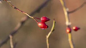红的诱人的玫瑰果图片_6