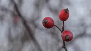 红的诱人的玫瑰果图片_10