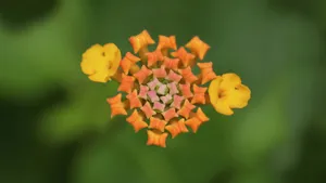 色彩丰富的马樱丹图片_7